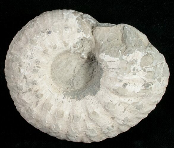 Liparoceras Ammonite - Very D #10701